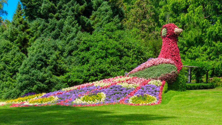 Pfauenförmige Blumenskulptur mit ausgebreitetem Blütenschweif aus buntem Sommerblumen auf einer Gartenwiese, umgeben von hohen Nadelbäumen.