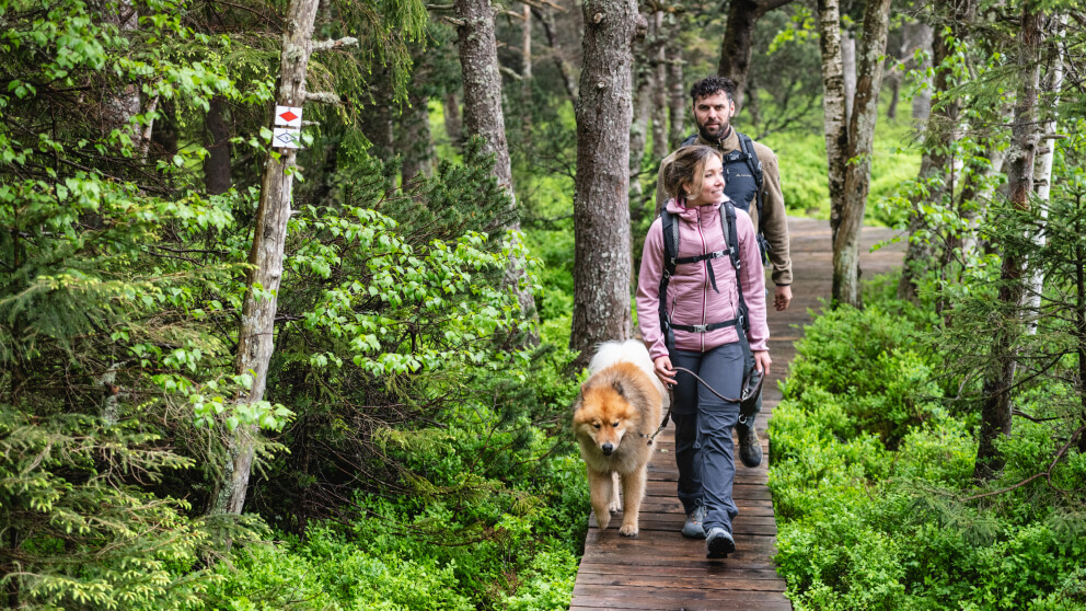Paar mit Hund wandert auf einem Bohlenweg durch grünen Moorwald, im Vordergrund ein Wegmarkierungsschild.