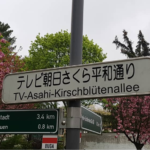 Straßenschild „TV-Asahi-Kirschblütenallee“ vor blühenden Bäumen