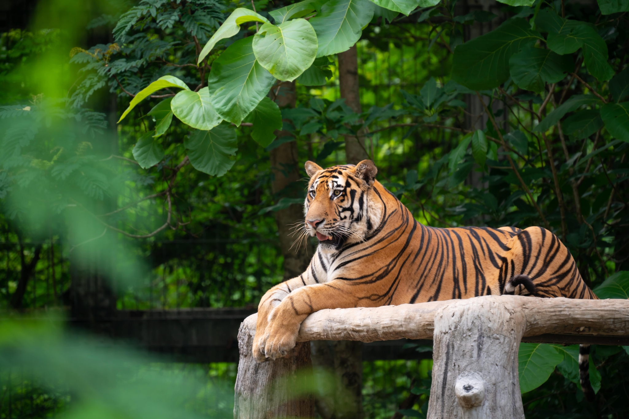 Ein bengalischer Tiger liegt auf einer großen Holzplattform in einem üppigen, grünen Waldgebiet und beobachtet ruhig seine Umgebung.