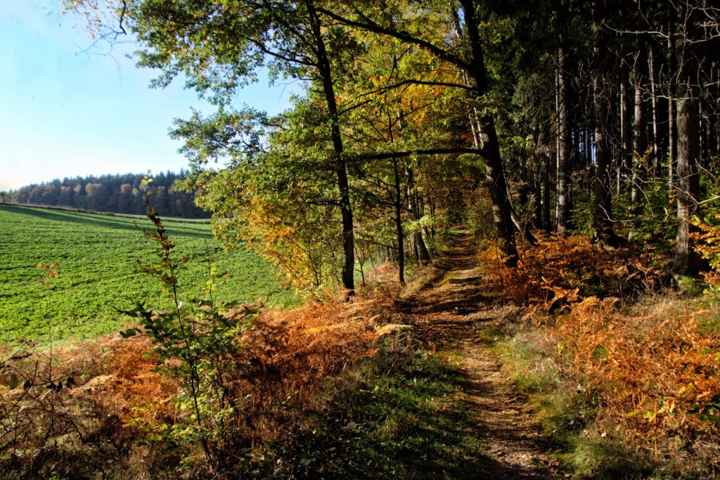 Ein schmaler Feldweg verläuft zwischen einer grünen Wiese und einem Wald mit herbstlich gefärbtem Laub unter einem klaren blauen Himmel.