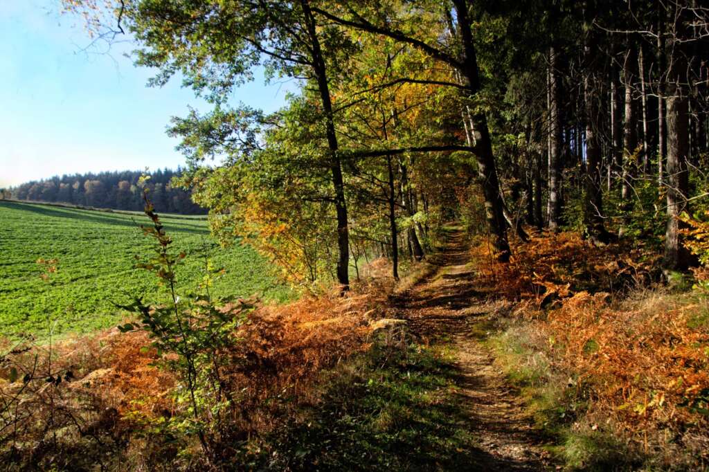 Ein schmaler Feldweg verläuft zwischen einer grünen Wiese und einem Wald mit herbstlich gefärbtem Laub unter einem klaren blauen Himmel.