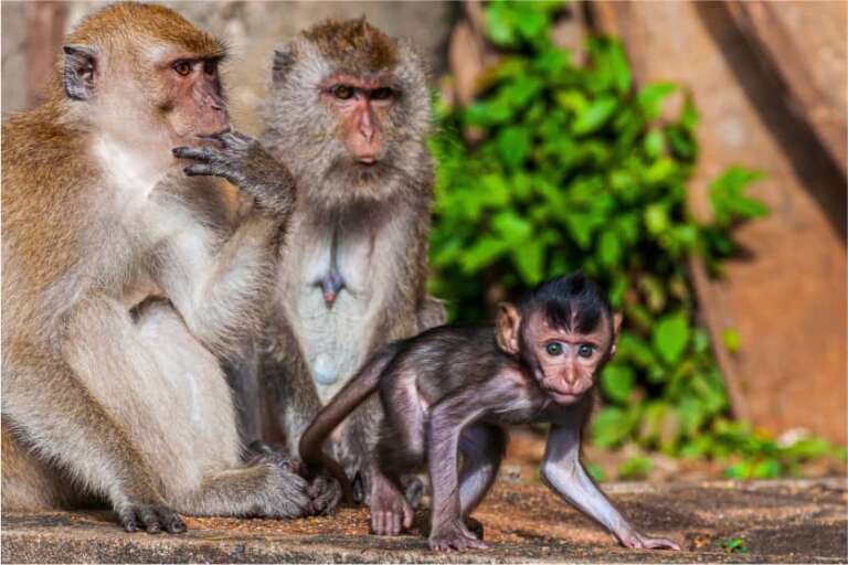 h24 zooeberswalde affenfamilie