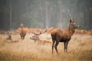 h24 zooeberswalde dammwild