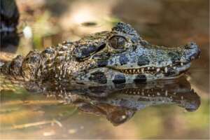 h24 zooeberswalde krokodil