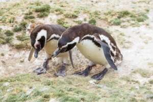 h24 zooeberswalde pinguine