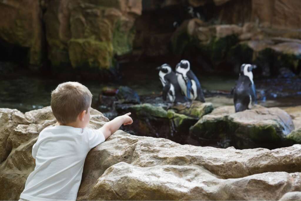 h24 zooeberswalde pinguine co