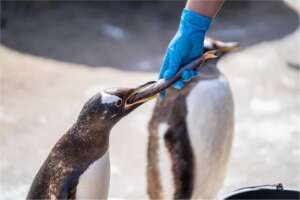 h24 zooeberswalde pinguine fuettern
