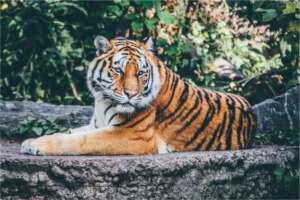 h24 zooeberswalde tiger