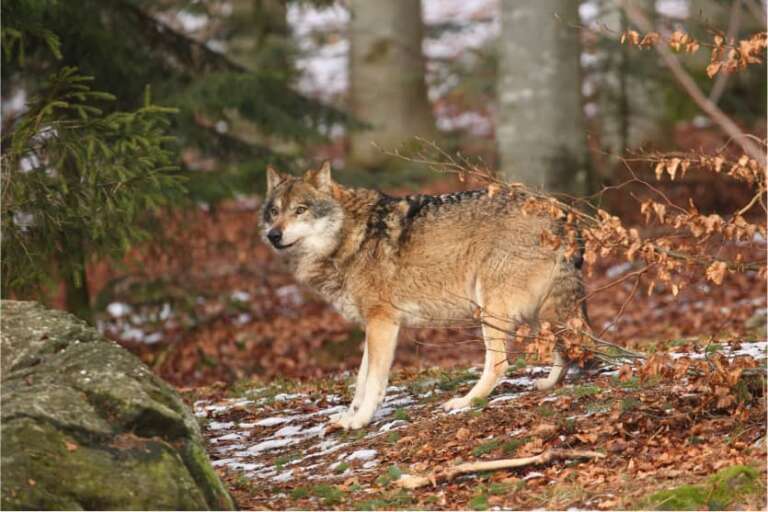 h24 zooeberswalde wolf