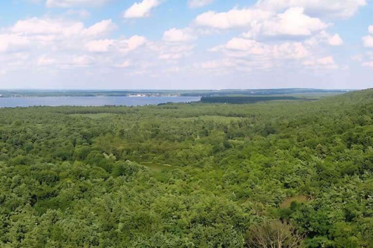Luftaufnahme des dichten, grünen Waldes rund um den Müggelberg, im Hintergrund ein See unter blauem Himmel mit vereinzelten Wolken.