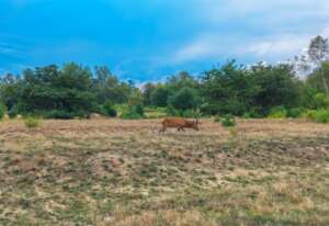 schoenower heide hirsch