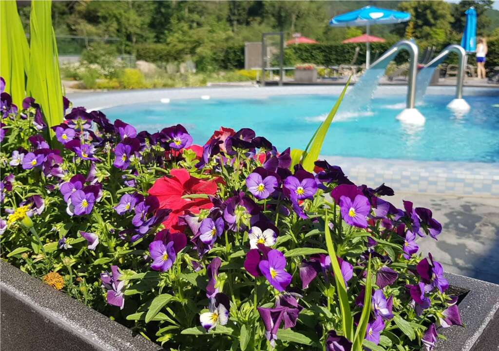 Außenpool der Bodetal Therme Thale mit bunten Blumen im Vordergrund