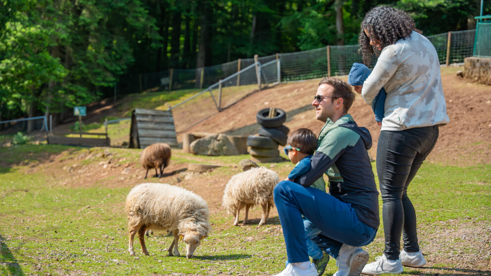 Familie mit zwei Kindern beobachtet Schafe auf einer Wiese in einem Wildgehege, im Hintergrund ein Klettergerüst und Wald.