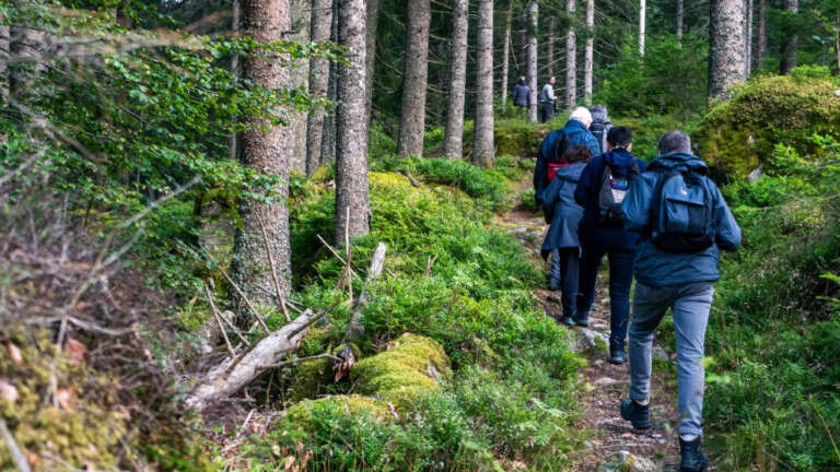 Gruppe von Wanderern mit Rucksäcken geht von hinten gesehen einen schmalen Pfad durch dichten, moosbewachsenen Nadelwald entlang.